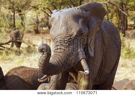 portrait of an African Bush Elephant In Kruger National Park