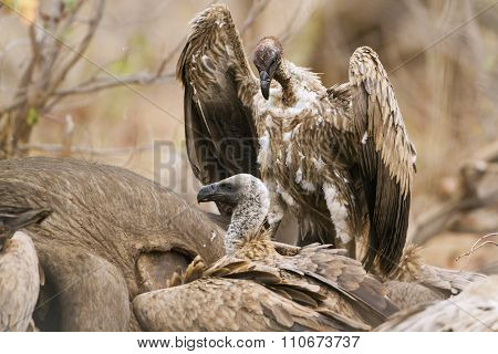 Cape Vultures on a dead buffalo In Kruger National Park