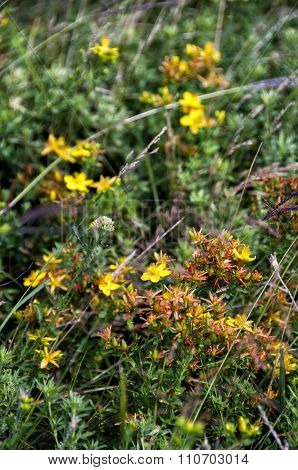 Saint John's Wort Flowers