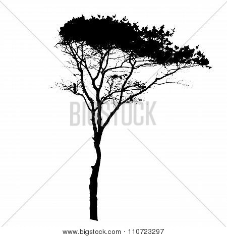 Tree Silhouette Isolated on White Backgorund. Vecrtor Illustrati