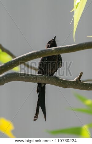 Black Drongo Bird On A Tree