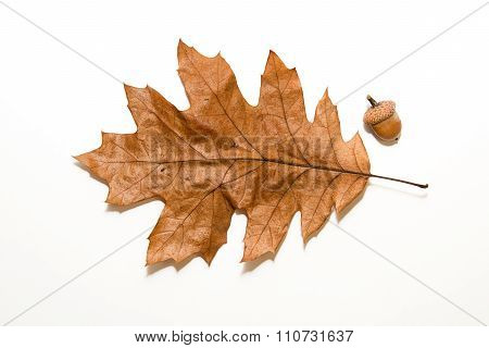 Dry Autumn Oak Leaf On  Over White