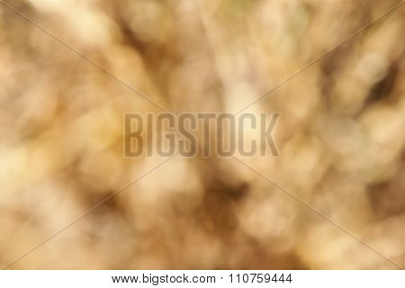 Abstract Blur Poaceae Texture Background