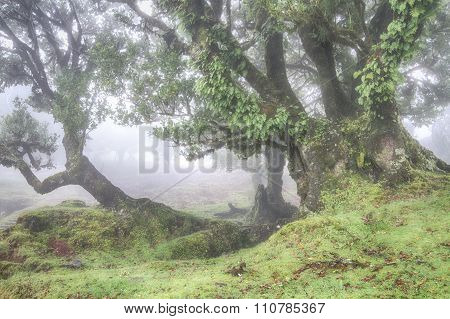 Ancient Laurel Forest In The Fog