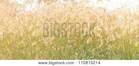 Selective Focus Of  Gress Flowers In The Field With Sun Light Effect, Vintage Toning Color