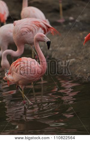 Chilean flamingo, Phoenicopterus chilensis