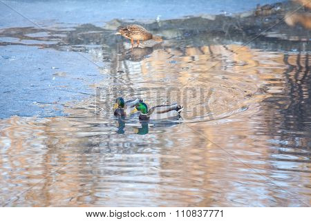 ducks on the frozen pond