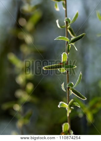 Budding Willow