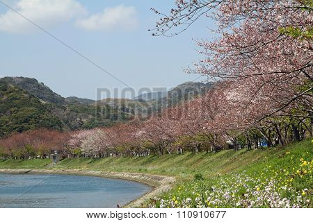 Cherry blossoms and field mustard along Aono river in Izu Shizuoka Japan