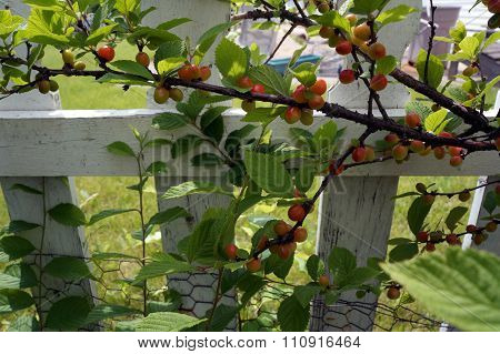 Nanking Cherries