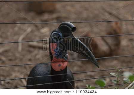 Abyssinian ground hornbill, Bucorvus abyssinicus, bird