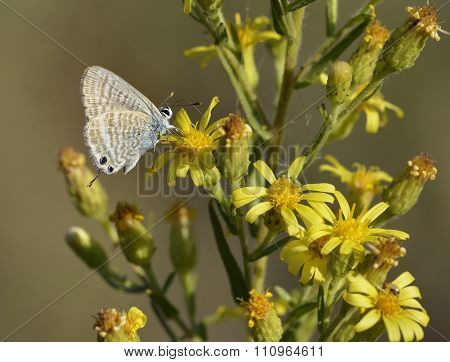 Long-tailed Blue Butterfly