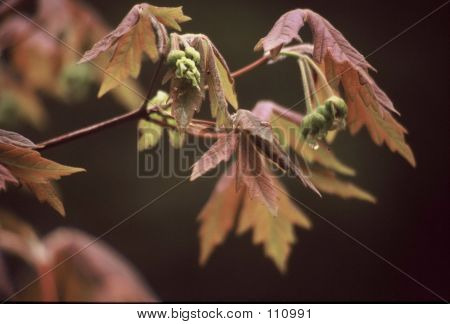Paperbark Maple
