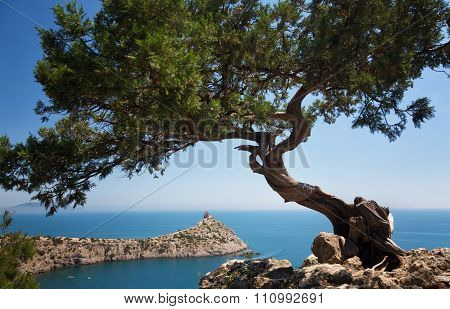 Beautiful Crimean Landscape With A Relic Juniper In The Foreground