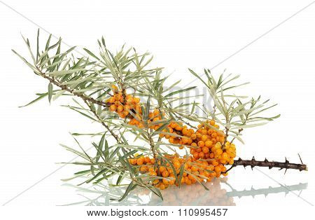 branch of seabuckthorn leaves