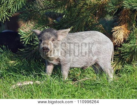 The pigling of Hungarian breed Mangalitsa on lawn