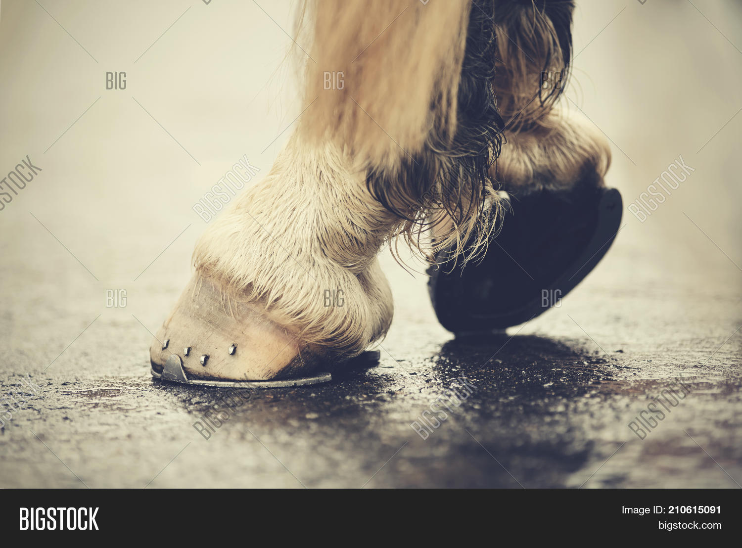 Hoofs Horseshoes. Image & Photo (Free Trial) Bigstock