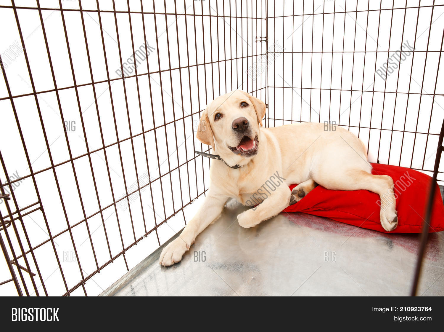 Dog Cage. Isolated Image & Photo (Free Trial) Bigstock