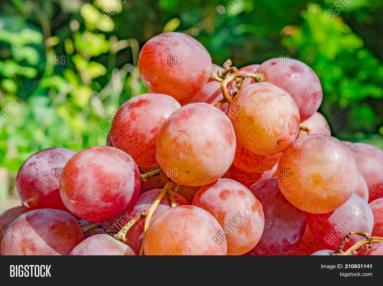 Rose Grapes Background Image & Photo (Free Trial) Bigstock