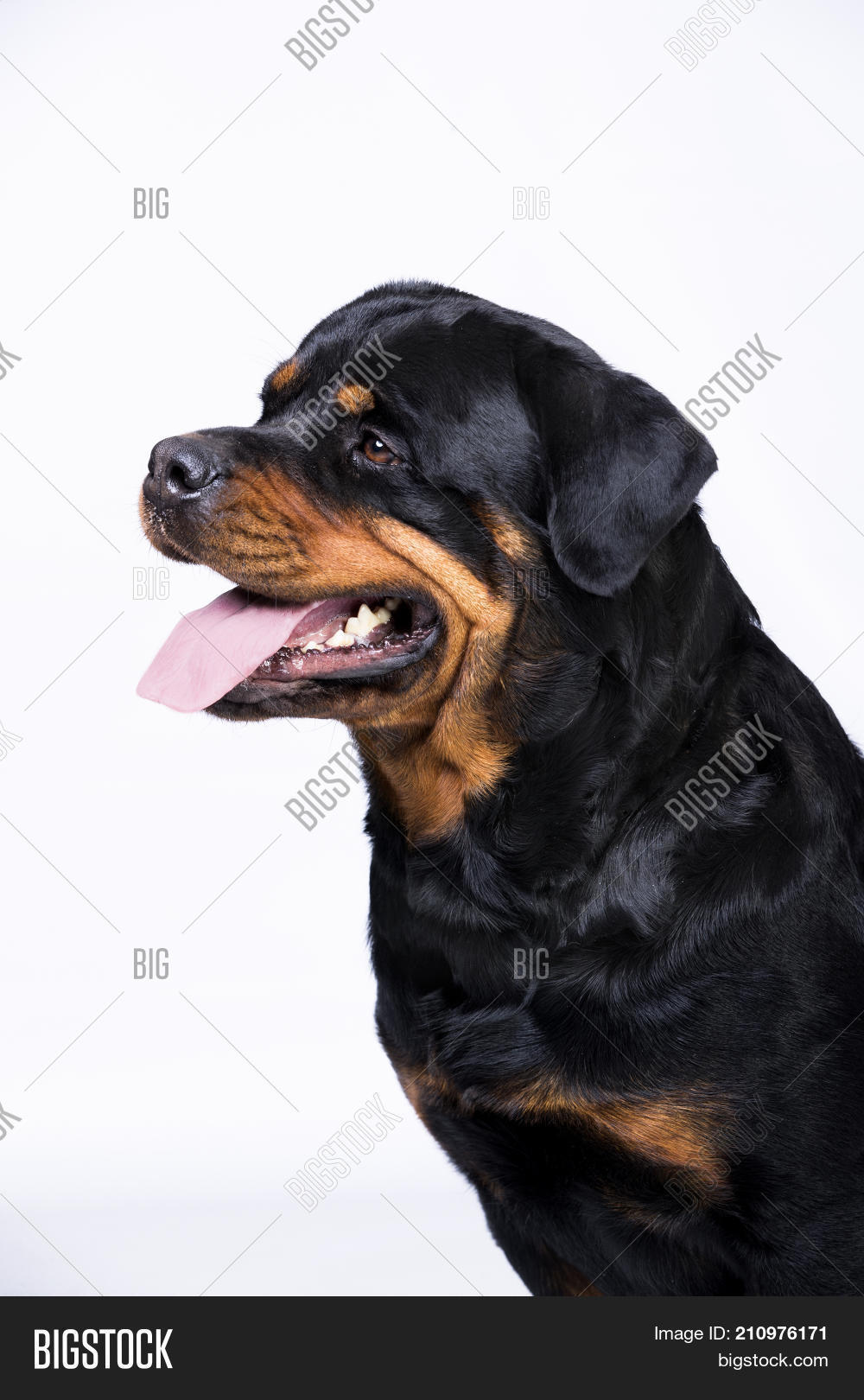 Rottweiler Image & Photo (Free Trial) | Bigstock