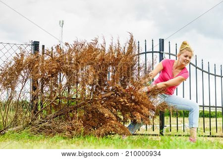Woman gardener removing withered dried thuja tree from her backyard. Yard work around the house