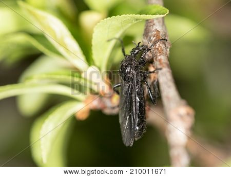 black fly on a tree. close-up . In the park in nature