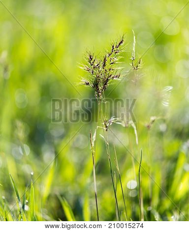 flowering herbs in nature . In the park in nature
