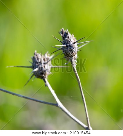 dry thorn in nature . In the park in nature
