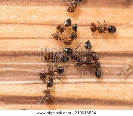 ants on wood. close-up . In the park in nature