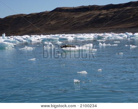 氷山にシール
