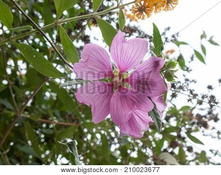 Beautiful Up Close Big Flower Head Of Common Mallow Plant