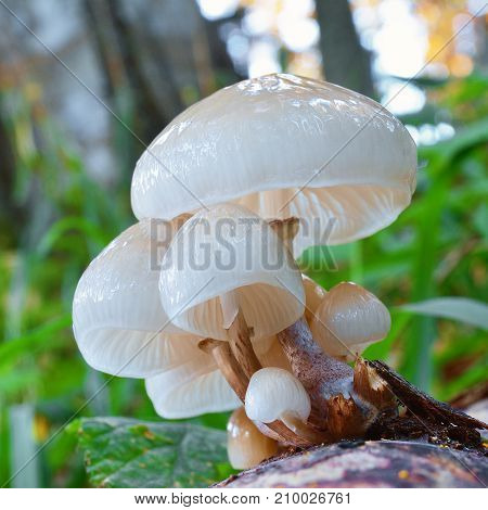 oudemansiella mucida mushroom cluster on the tree bark porcelain fungus