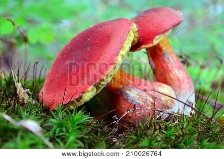 red Xerocomellus dryophilus mushroom in the forest