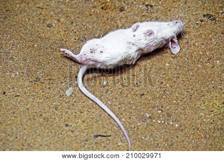 Closeup of Dead White Mouse Overturn on Sand