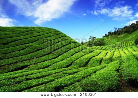 Bahrat herbata Plantation