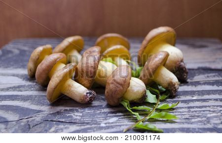 Suillus Luteus mushrooms. Variety of edible forest mushrooms Slippery Jack.