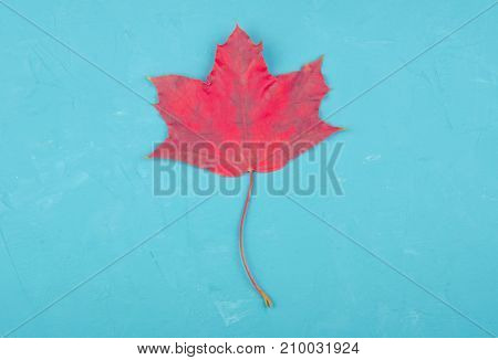 Bright red maple leaf on a blue cracked concrete background minimal concept (flat lay top view copy for your text) retro style