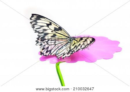 Idea leuconoe butterfly sitting on a feeder on white background