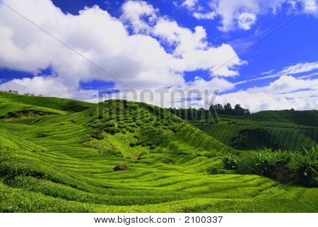 Herbata Plantation w Cameron Highland