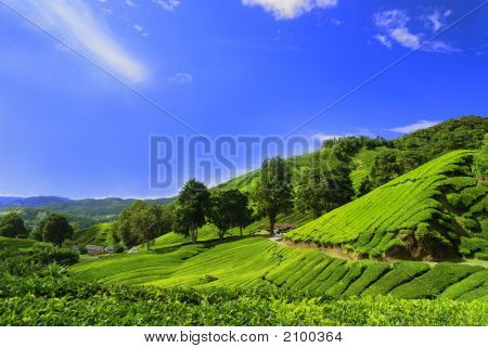 Pól plantacji herbaty Cameron Highland