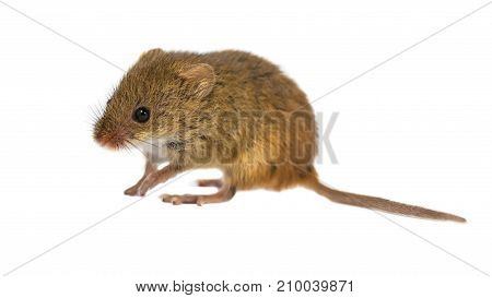 Cute Harvest Mouse On White