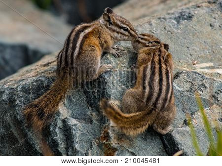 A Least Chipmunk Couple Showing some Affection