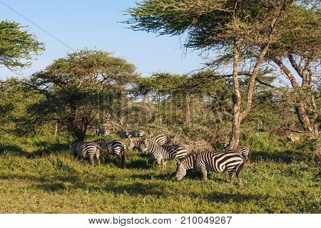 Small herds of zebras. Serengeti, Tanzanya, Eastest Africa