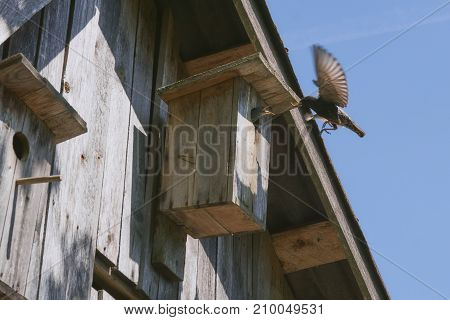 Wooden Birdhouse With Its Inhabitant Starling