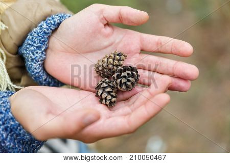Beautiful female hands that hold pine cones. Close-up. Concept nature, forest.