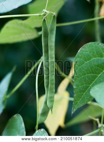 Bean on the branch in the vegetable-garden
