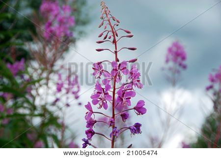 วิลโลว์เฮิร์บ