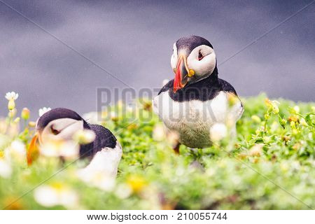Puffins of Ireland. Flying and nesting on the Skellig Islands