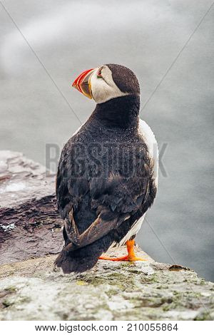 Puffins of Ireland. Flying and nesting on the Skellig Islands