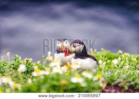 Puffins of Ireland. Flying and nesting on the Skellig Islands